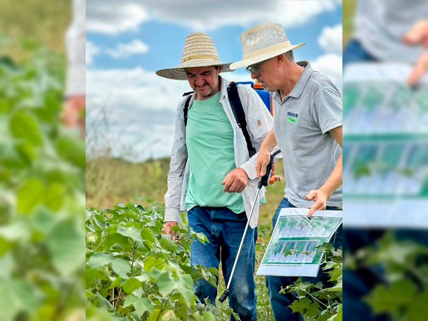 ALGODÃO AGROECOLÓGICO 2024